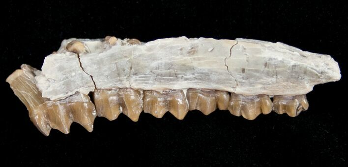 Oligocene Ruminant (Leptomeryx) Jaw Section #10555